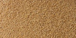 Foxtail Millet- (Thinai Rice)