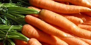 Fresh Carrot