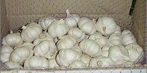 Fresh Garlic