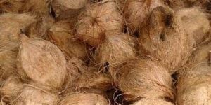 Semi Husked Coconuts