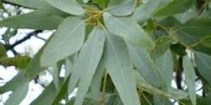 Eucalyptus Leaves