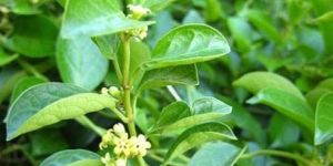 Gymnema Sylvestre Leaves