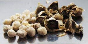 Moringa Seeds