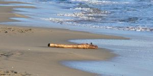 Tour Operators Services