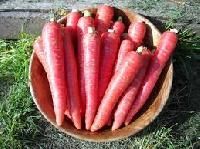 Red Carrot