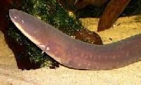 Eel Fish