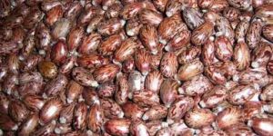 Castor Seeds