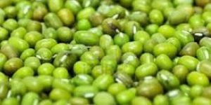 Green Mung Beans