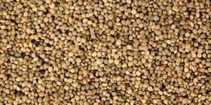 Guar Seeds