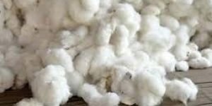 Raw Cotton