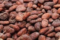 Cocoa Seed