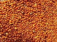 Red Millet