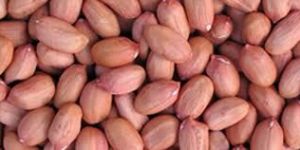 Peanut Kernels