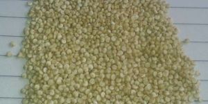 Quinoa Grain