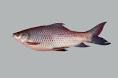 Fish Farming