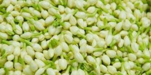 Fresh Jasmine Flowers