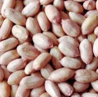 Hps Groundnut