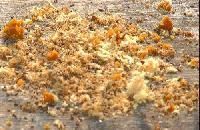 Wood Pulp