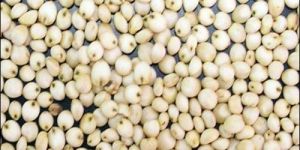 White Sorghum