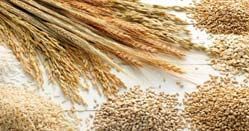Food Cereals