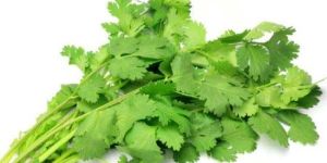 Fresh Coriander Leaves