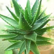 Cactus and Succulent Plants