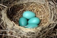 Bird Eggs