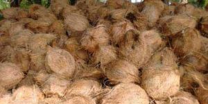 Semi Husked Coconuts
