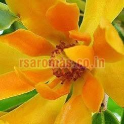 Champaca Absolute Oil