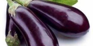 Fresh Brinjal
