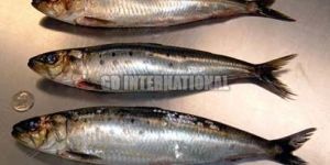 Frozen Indian Oil Sardine Fish