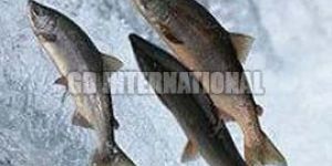 Frozen Indian Salmon Fish