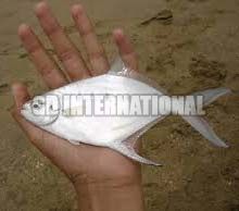 Frozen Silver Moony Fish