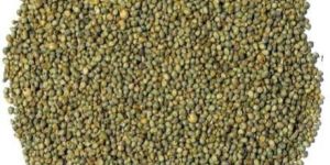 Pearl Millet Seeds