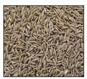 Cumin Seeds