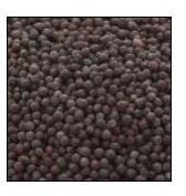 Mustard Seeds