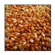 Sesame Seeds