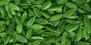 Green Cardamom