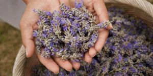 Lavender Oil