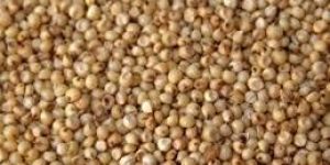 Sorghum Seeds