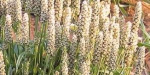 Plantago Psyllium