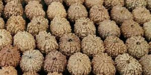 Rudraksha Beads