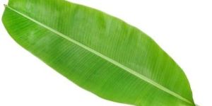 Banana Leaves