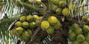 Tender Coconut