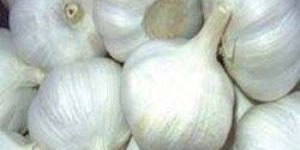 Fresh Garlic