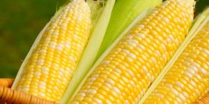 Yellow Corn