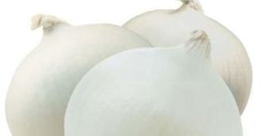 White Onions