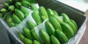 Fresh Green Banana