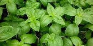 Fresh Basil Leaves