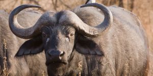 Black Murrah Buffalo